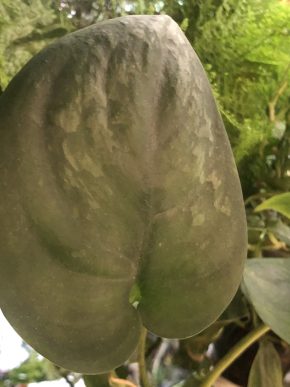 Scindapsus Jade Satin Green- stonkovy řizek.