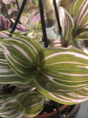 Tradescantia Pink Clone - čerstvý ŕizek .