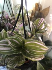 IMG_0281.jpeg