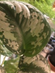 IMG_0273.jpeg