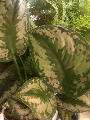 Scindapsus Silver Queen - vrcholový řizek .