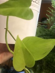 IMG_0265.jpeg