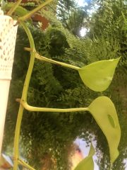 IMG_0266.jpeg