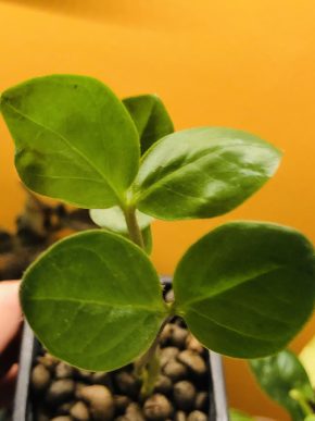 Zamioculcas - baby rostlina .