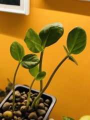 IMG_0296.jpeg