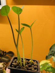 IMG_0295.jpeg