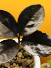 IMG_0300.jpeg