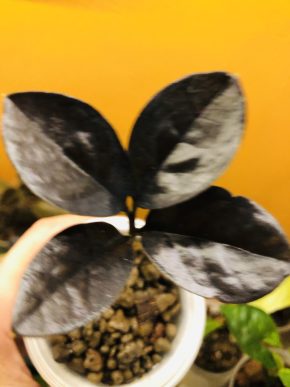 Zamioculcas Raven Black - baby rostlina .