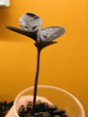 IMG_0298.jpeg