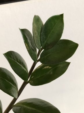 Zamioculcas - čerstvý řizek .