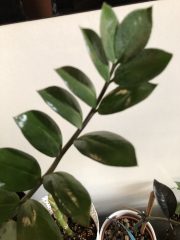 IMG_0301.jpeg