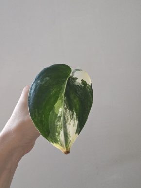 Scindapsus Jade Satin variegated