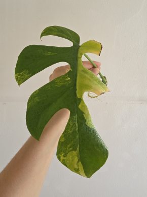 Rhaphidophora tetrasperma (aurea) variegata