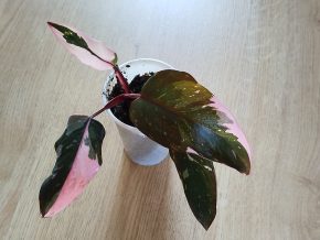 Philodendron Pink Princess