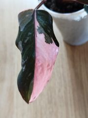 IMG_20250819_185048.jpg