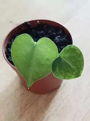 Anthurium clarinervium