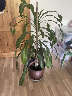 Dracena 150cm