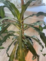 IMG_9569.jpeg