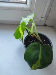 IMG_20250820_085809.jpg