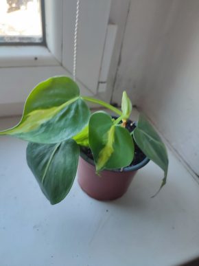 Philodendron Brasil #1