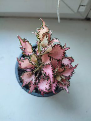 Fitónie / Fittonia / Hadí kůže #3