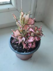 IMG_20250820_085755.jpg
