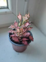 IMG_20250820_085752.jpg