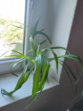 Větší zelenec / Chlorophytum comosum #1