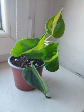 Philodendron Brasil #2