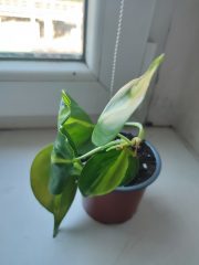 IMG_20250820_085734.jpg