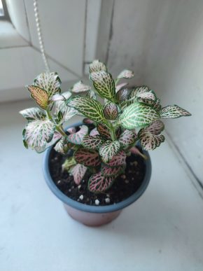Fitónie / Fittonia / Hadí kůže #9