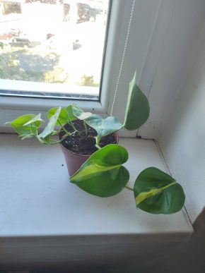 Větší Philodendron Brasil #3