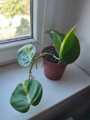 IMG_20250820_085700.jpg