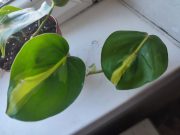 IMG_20250820_085716.jpg
