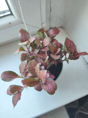 Větší Fitónie / Fittonia / Hadí kůže #10