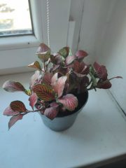 IMG_20250820_085430.jpg
