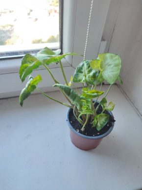 Syngonium pixie #1