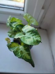 IMG_20250820_085300.jpg