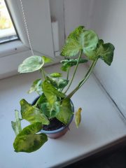 IMG_20250820_085304.jpg