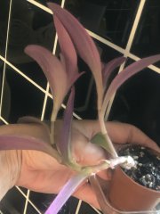 IMG_0364.jpeg
