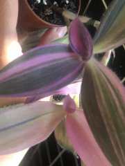 IMG_0365.jpeg