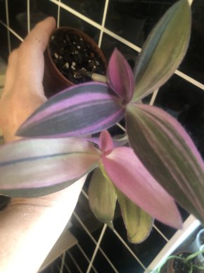 Tradescantia Pallida Variegata - rostlina
