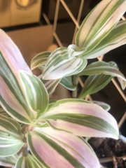 IMG_0362.jpeg