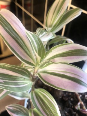 Tradescantia Lilak - čerstvý řizek .