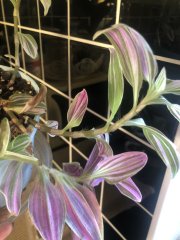 IMG_0361.jpeg