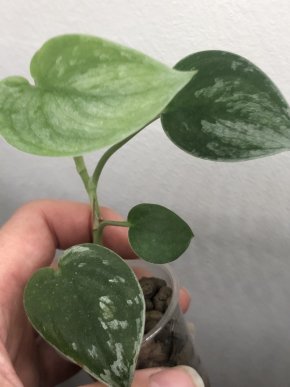 Scindapsus Silver Ann - rostlin