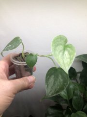 IMG_0335.jpeg