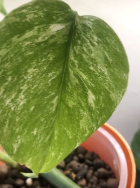 Monstera Variegata - rostlina .