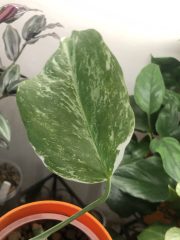 IMG_0331.jpeg