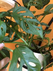IMG_0321.jpeg